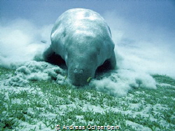 Dugong foraging together with pilot fish by Andreas Ochsenbein 